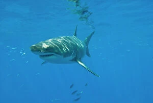 Central America Collection: Great White Shark - male - Guadalupe island - Mexico