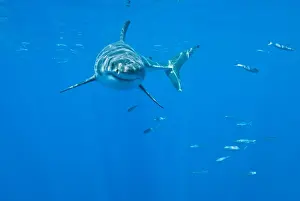 Great White Shark - male - Guadalupe island - Mexico