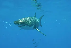 Dangerous Prints: Great White Shark - male - Guadalupe island - Mexico