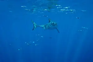 Great White Shark - male, Guadalupe island. Mexico