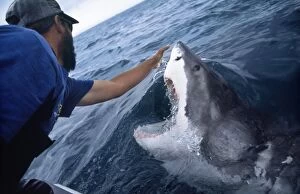 Great White Shark - man reaching out to touch nose