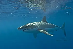 Great White Shark - Mexico