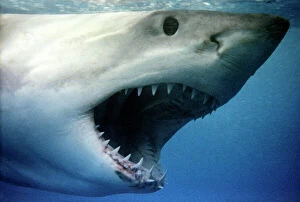 Sharks Collection: Great White Shark - With mouth wide open, South Australia