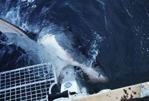 Images Dated 30th December 2005: Great White Shark - mouthing the motor on the charter boat which it did many times