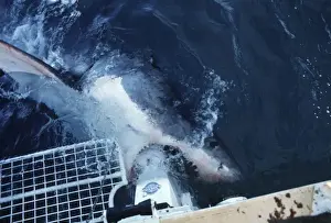 Boats Prints: Great White Shark - mouthing the motor on the charter boat which it did many times