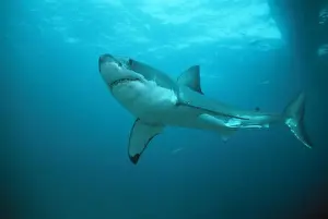 Lateral Lines Prints: Great White Shark Neptunes Islands, Spencer Gulf, South Australia