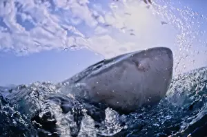 Great White Shark. With nose out of water. Dire Island Gansbaai South Africa
