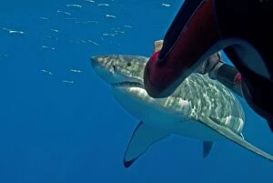 Images Dated 3rd November 2007: Great White Shark - Ron Taylor filming a big female