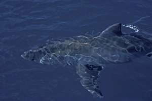 Great White Shark with fin out of water