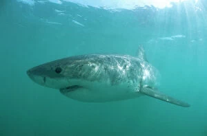 Great White Shark. Underwater