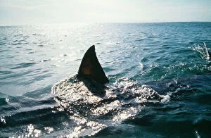 Images Dated 2nd December 2007: Great White Shark - Underwater with fin showing