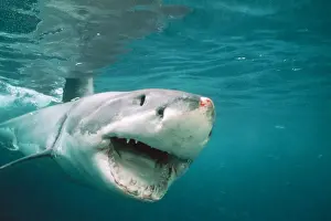 Diving Prints: Great White Shark Front view, mouth open, injury on nose, South Australia