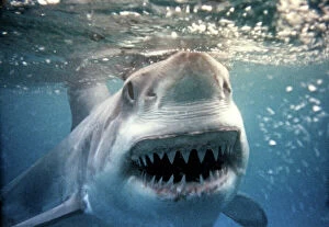 Sharks Collection: Great White Shark VT 2255 (M) Underwater close up of head and open mouth - South Australia