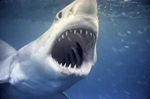 Great White Shark VT 269 (M) Underwater close up of head and open mouth - South Australia Carcharodon carcharias © Ron & Valerie Taylor / ARDEA LONDON