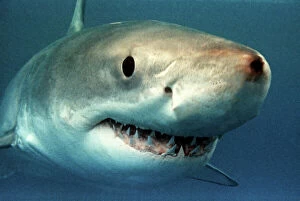 Images Dated 17th March 2009: Great White Shark VT 371 (M) Underwater close up of head - South Australia Carcharodon carcharias