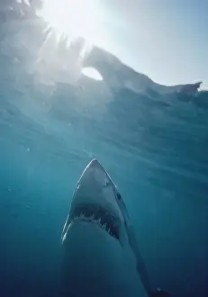 Jaws Prints: Great White Shark VT 5022 (M) Underwater view of head