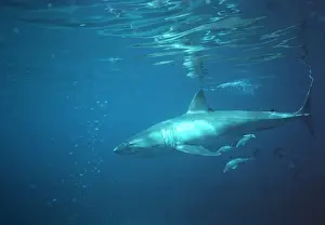 Great White Shark VT 8178 Underwater, side view - South Australia Carcharodon carcharias © Valerie & Ron Taylor / ARDEA LONDON