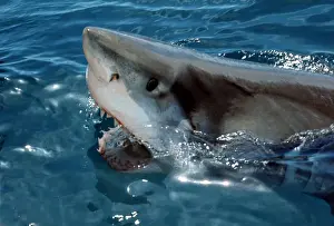 Jaws Prints: Great White Shark VT 8186 Coming out of water with mouth open - South Australia Carcharodon carcharias © Ron &