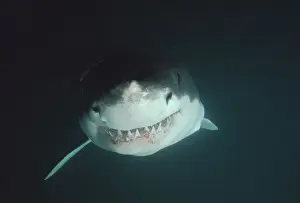 Great White Shark VT 8188 Underwater, close up of head, showing teeth - South Australia Carcharodon carcharias © Ron & Valerie Taylor / ARDEA LONDON