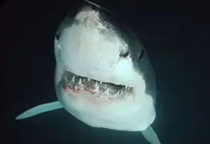 Great White Shark VT 8189 Underwater, close up of head, showing teeth - South Australia Carcharodon carcharias © Ron & Valerie Taylor / ARDEA LONDON