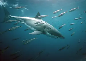 Great White Shark VT 8207 Underwater, side view swimming with fish - South Australia Carcharodon carcharias © Valerie & Ron Taylor / ARDEA LONDON