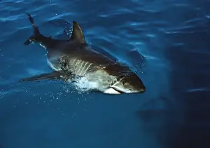 Great White Shark VT 8210 Coming to surface - South Australia Carcharodon carcharias © Valerie & Ron Taylor / ARDEA LONDON