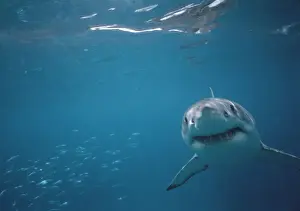 Great White Shark VT 8217 Underwater coming towards camera - South Australia. Carcharodon carcharias © Valerie & Ron Taylor / ARDEA LONDON
