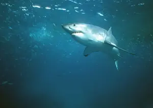 Great White Shark VT 8219 Underwater full body - South Australia. Carcharodon carcharias © Valerie & Ron Taylor / ARDEA LONDON