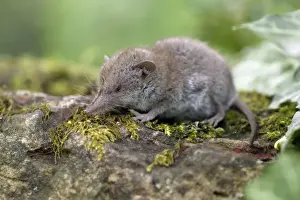 Shrews Prints: Great White-toothed Shrew - on garden wall Lower Saxony, Germany