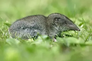 Shrews Prints: Great-White-Toothed Shrew-In garden. Lower Saxony, Germany