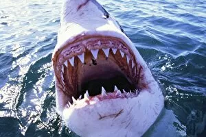 Sharks Collection: Great White / White / White Pointer SHARK - C/U MOUTH