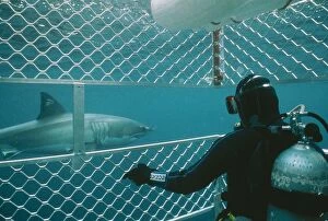 Cages Gallery: Great White / White / White Pointer SHARK - diver