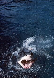 Great White / White / White Pointer SHARK - head emerging from water, mouth open