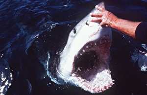Images Dated 3rd March 2008: Great White / White / White Pointer SHARK - man touching shark s