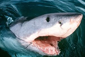 Teeth Gallery: Great White / White / White Pointer SHARK - with open mouth