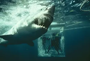 Power Prints: Great White / White / White Pointer SHARK - & scuba divers in ca
