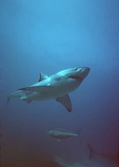 Great White / White / White Pointer SHARK - side view, underwater