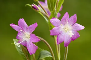 Great Willowherb or Codlins and Cream (Epilobium hirsutum) in flower. Dorset