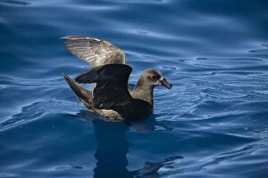Images Dated 30th March 2008: Great-winged Petrel - At sea off Eden