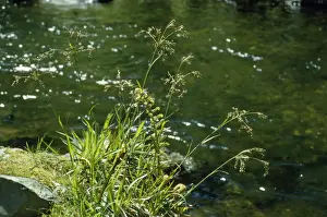 Rushes Prints: Great Wood Rush