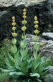 Alps Prints: Great Yellow Gentian - Ecrins - Alps - France