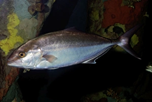 Images Dated 17th November 2008: Greater Amberjack - tropical reefs around the world