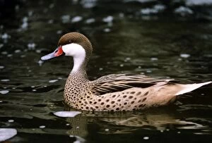 Greater Bahama Pintail Duck