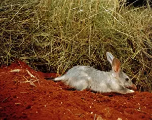 Bilbies Prints: Greater Bilby - Digging, Simpson Desert, Queensland, Australia JPF02715