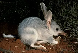 Greater bilby (Macrotis lagotis) feeding. Telfer, Great Sandy Desert, Western Australia