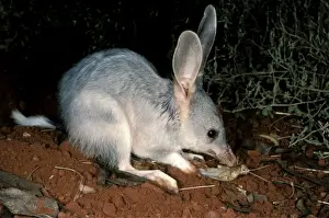 Greater bilby (Macrotis lagotis) feeding. Telfer, Great Sandy Desert, Western Australia