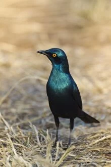 Images Dated 8th September 2010: Greater Blue-eared Starling