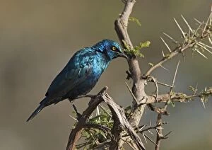 Starling Gallery: Greater Blue-eared Starling