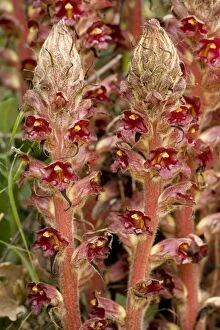 Images Dated 19th April 2006: Greater Broomrape (Orobanche rapum-genistae); very rare in UK. Root parasite on gorse and broom