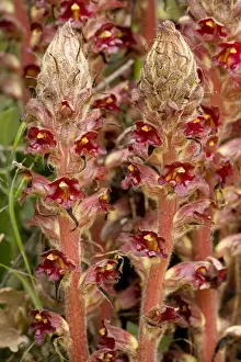 Parasitic Prints: Greater Broomrape (Orobanche rapum-genistae); very rare in UK